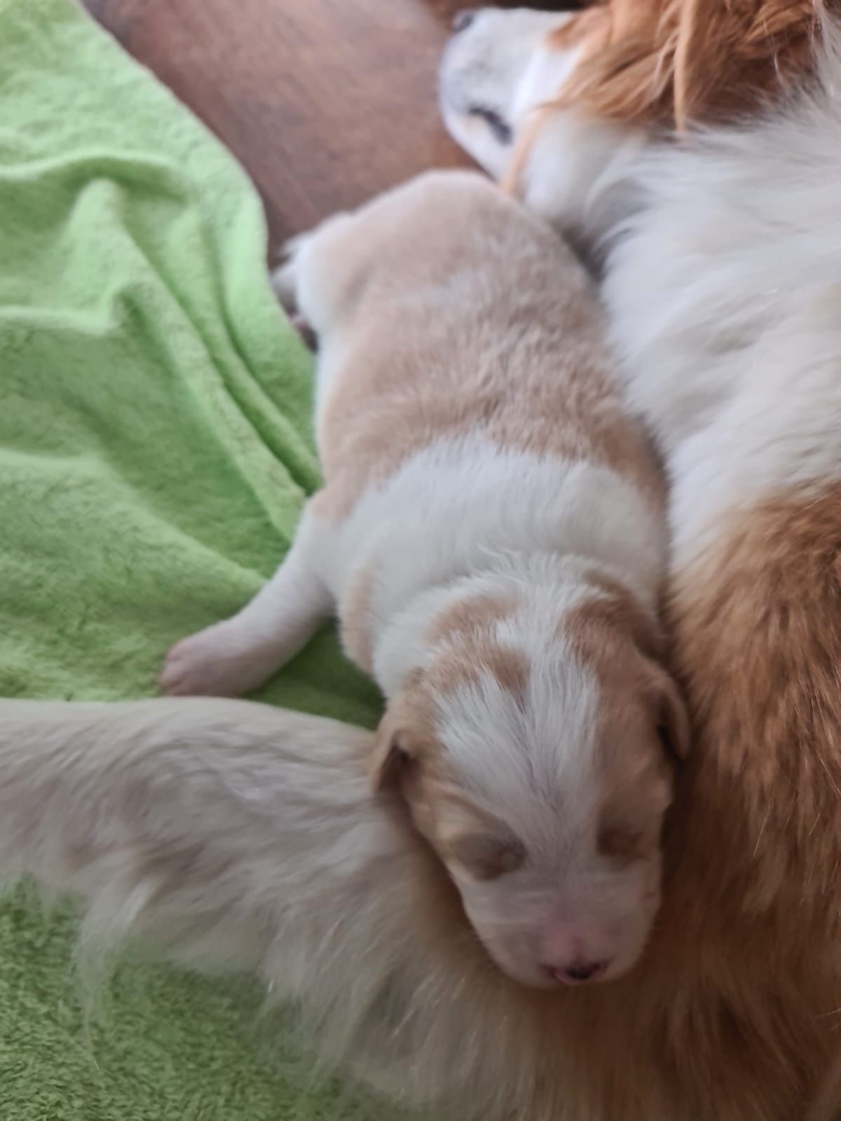 Border collie piesek ee-red Andor
