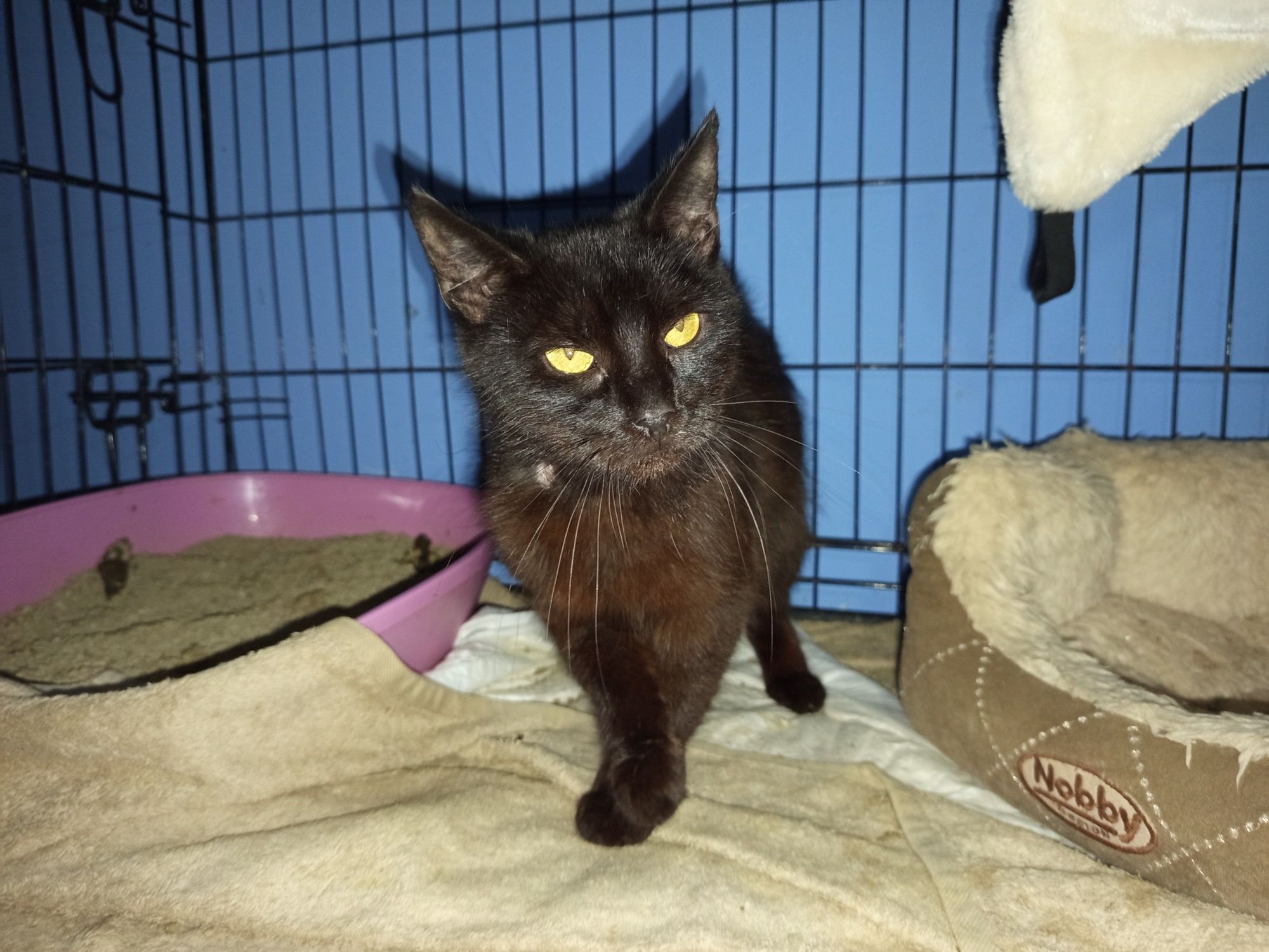 Luna poleca się do adopcji