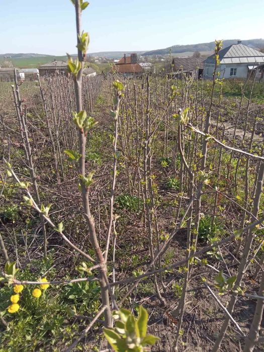 Продаються садженці місто Рогатин Івано-Франківська область