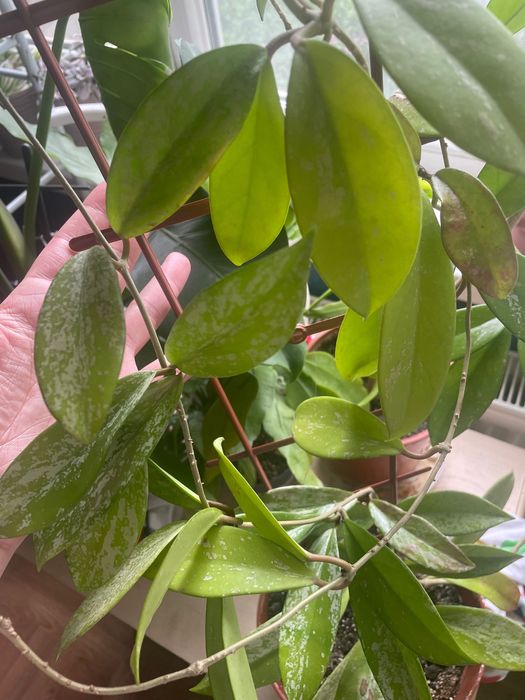 Хойя Pubicalyx silver Pink