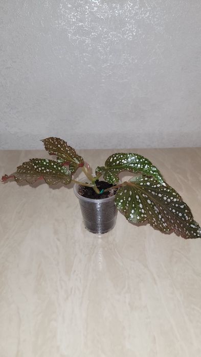 Кейн бегонии Down Home, Mugen