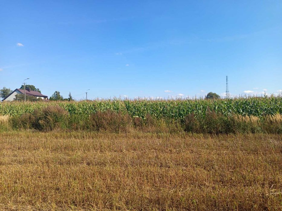 Kukurydza na KISZONKĘ