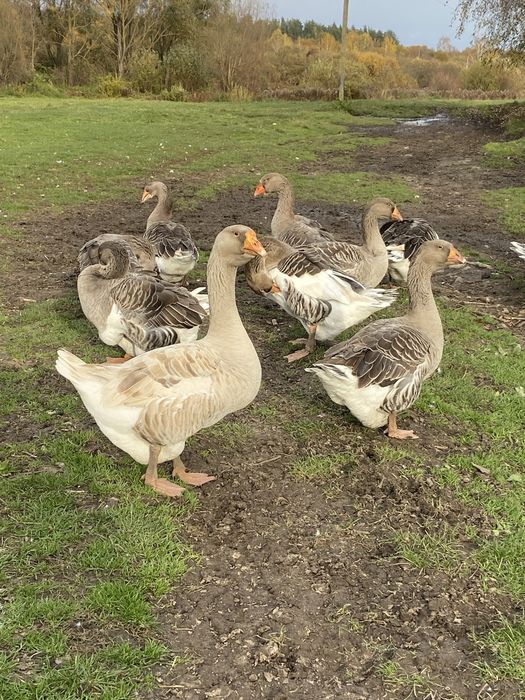 Продам молодих гусей