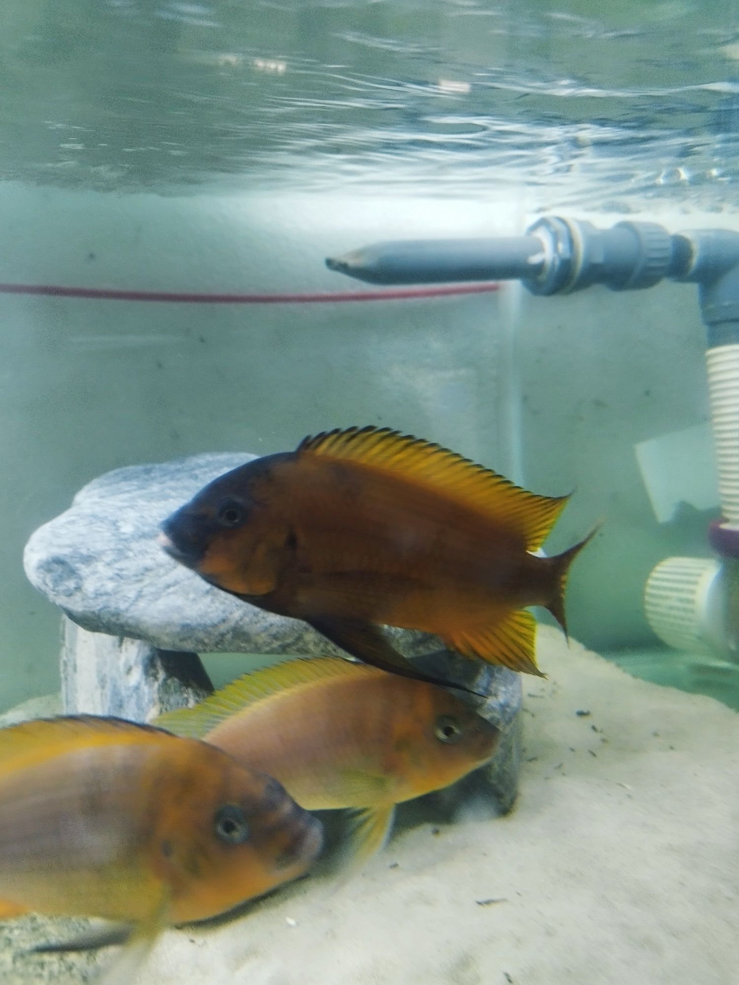 Petrochromis Red Bull point tanganika