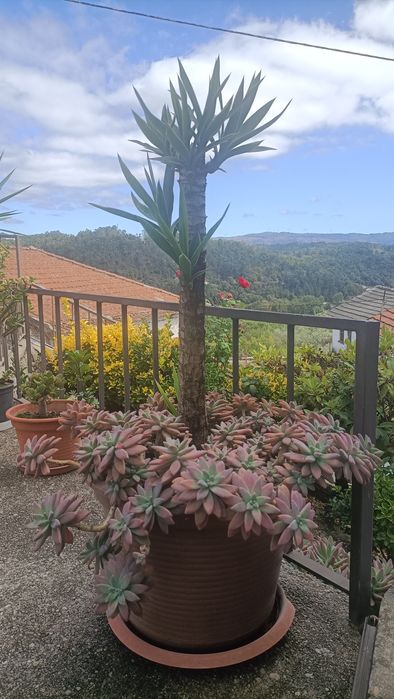 Planta Fiteiro em vaso