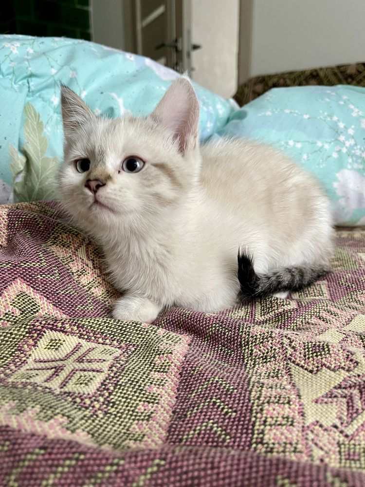 Котеня в добрі руки