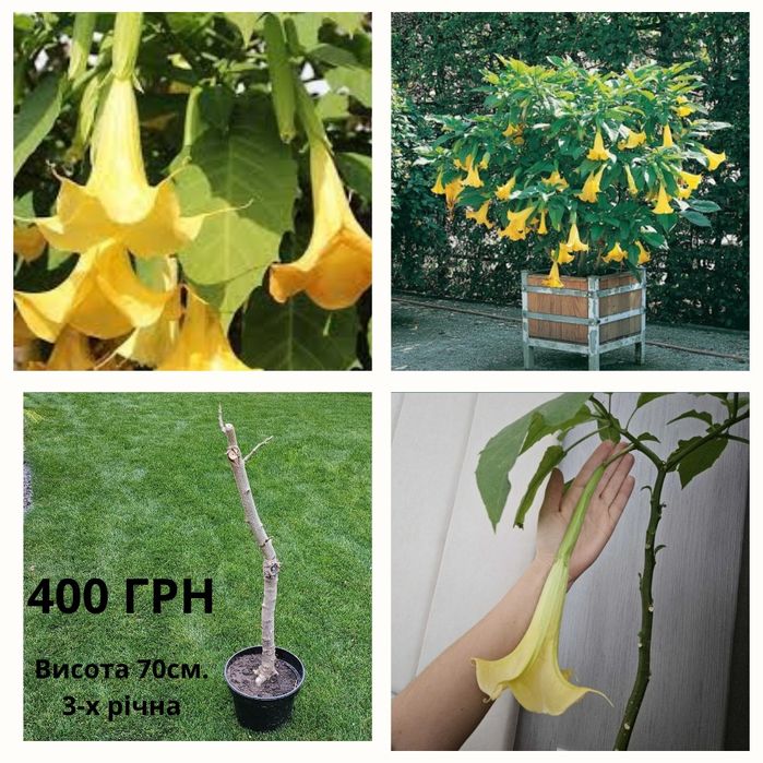 Бругмансия ароматная желтая трубы ангела дурман