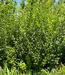 Vende-se Ligustrum