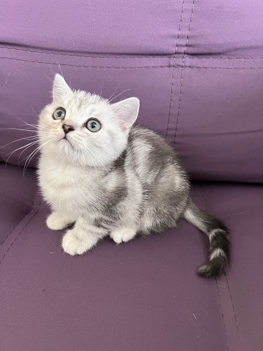 Чисокровне шиншилове кошеня тигрового окрасу, хлопчик