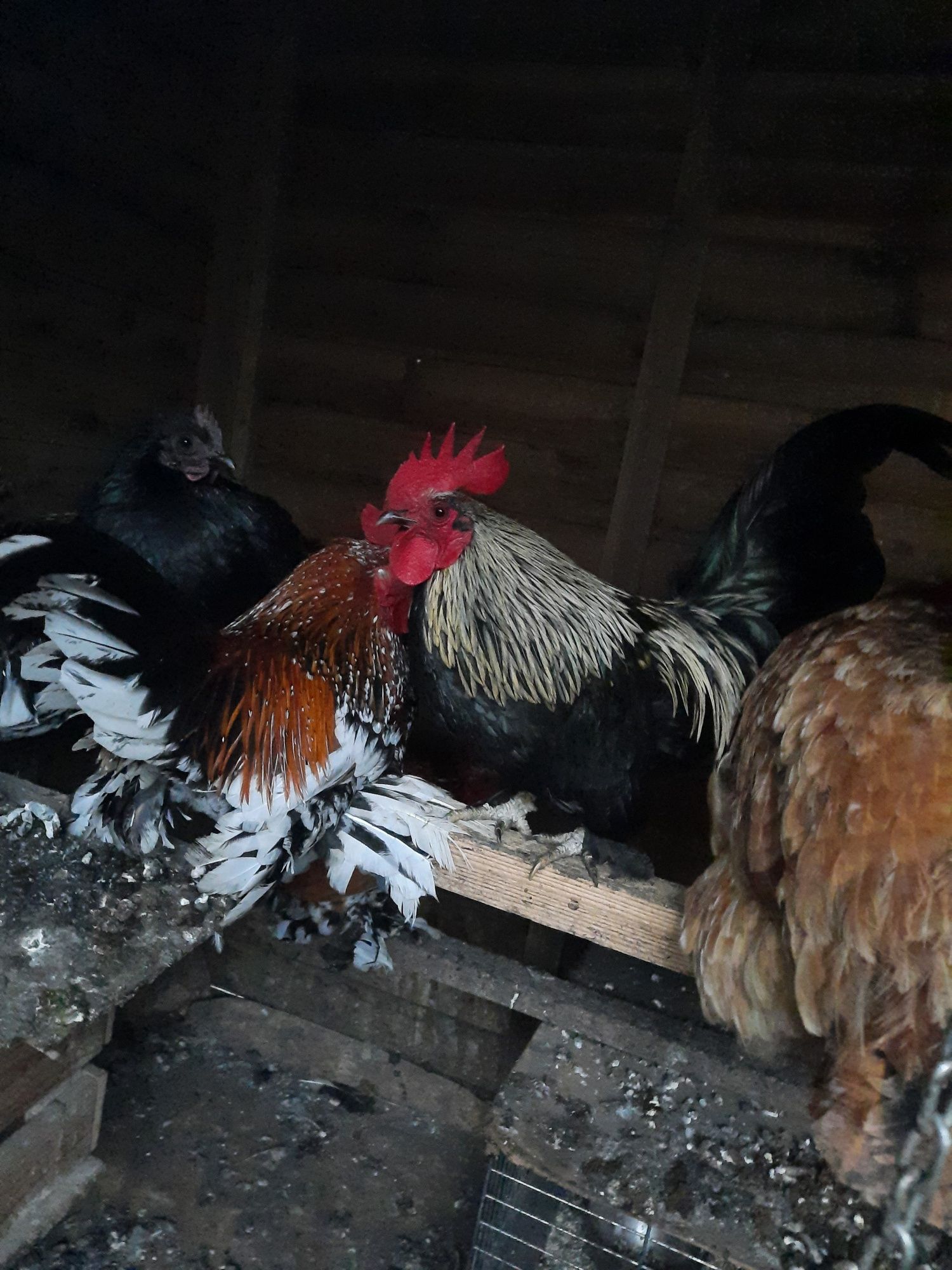 Sprzedam Kogutki I Kurki Karzełka Łapciatego