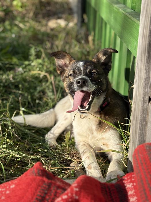 Odmień życie pieguska Filipka