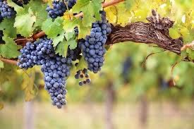 Vendo uvas tintas e brancas