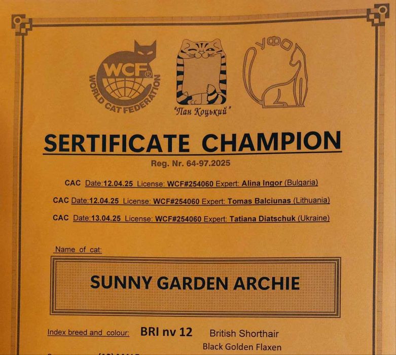 В`ЯЗКА .  Британська золота шиншилла.  Чемпіон