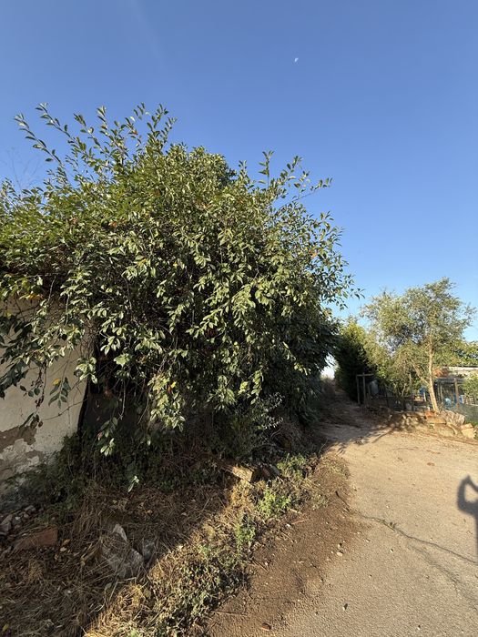 Trabalhos florestais- desbastes- desmatamento- abate de arvores