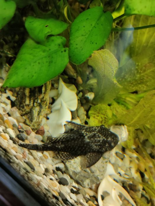 Glonojady -  od 1,5 do 8 cm