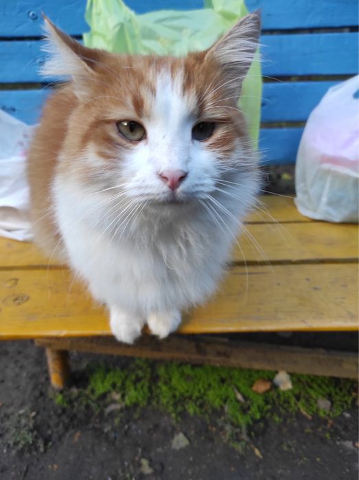 Котик,бесплатно,в добрые руки