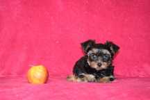 Yorkshire terrier NUTKA suczka