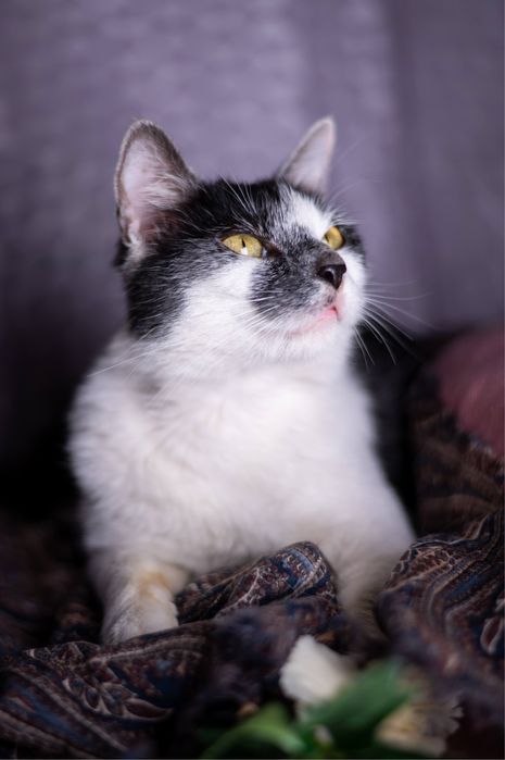 Gaia do adopcji, cudowna koteczka