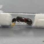 Mrówki Camponotus Ligniperda Q + potomstwo