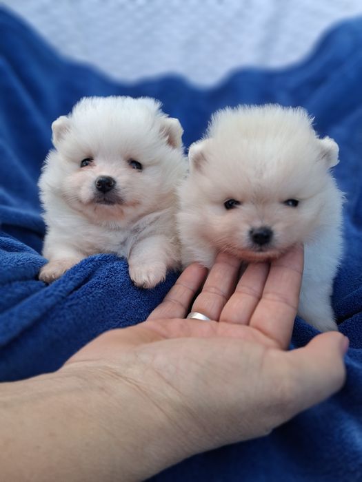 Piesek pomeranian szpic miniaturowy