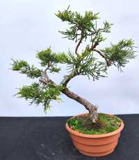 Pre Bonsai Jałowca Gold Star.