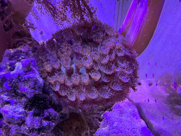 Turbinaria Peltata Koralowiec LPS Akwarium morskie ok. 8cm