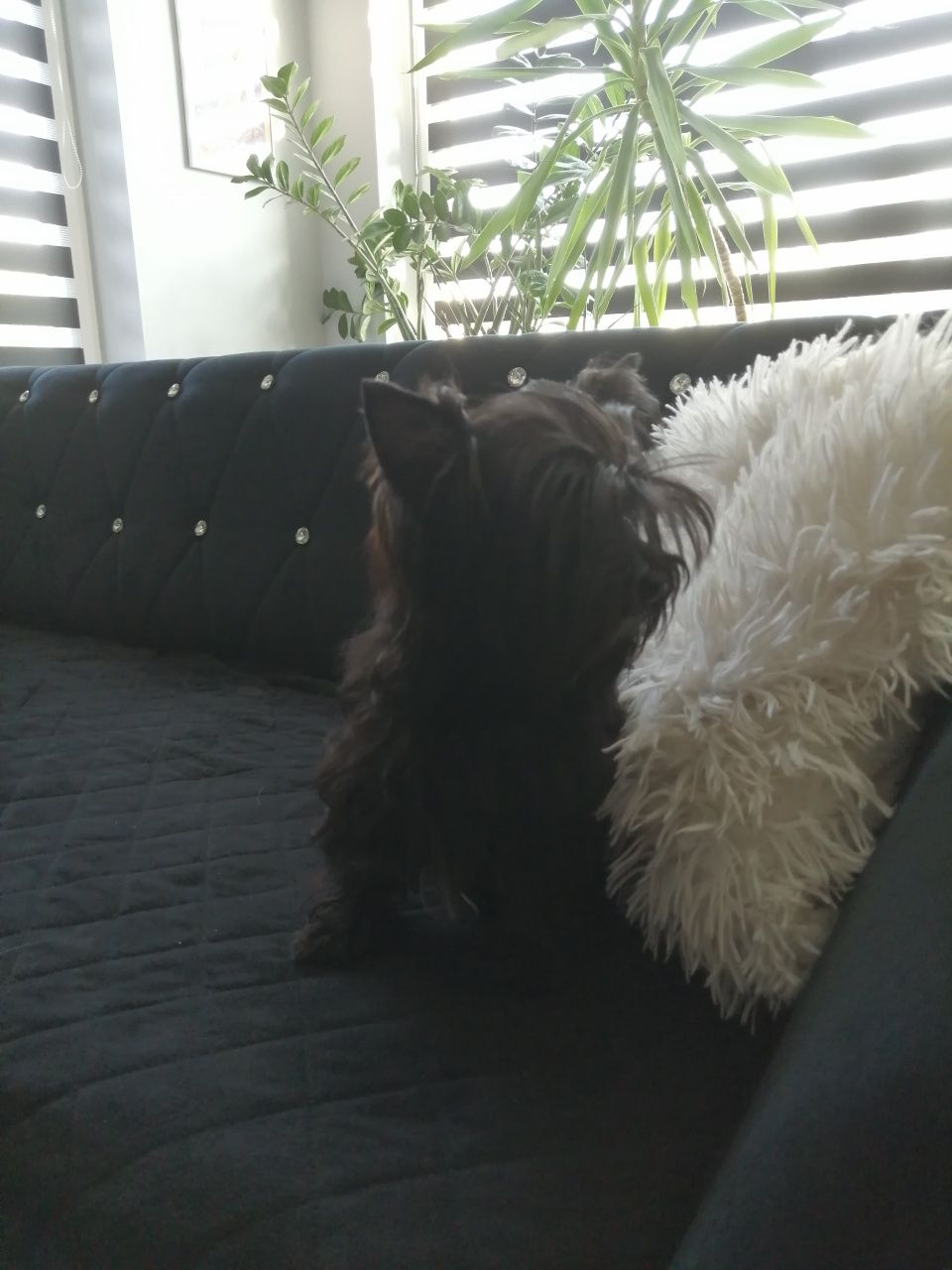 YORKSHIRE TERRIER czarny/black maleństwo