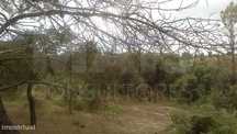 Terreno em Azambuja