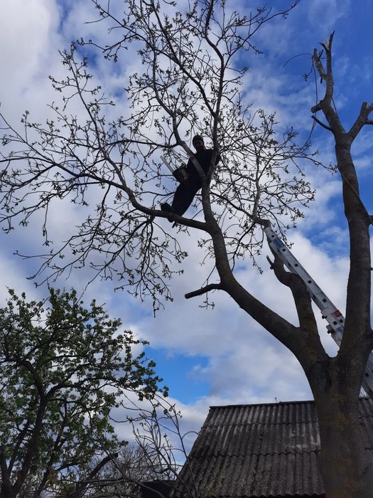 Спил аварійних дерев