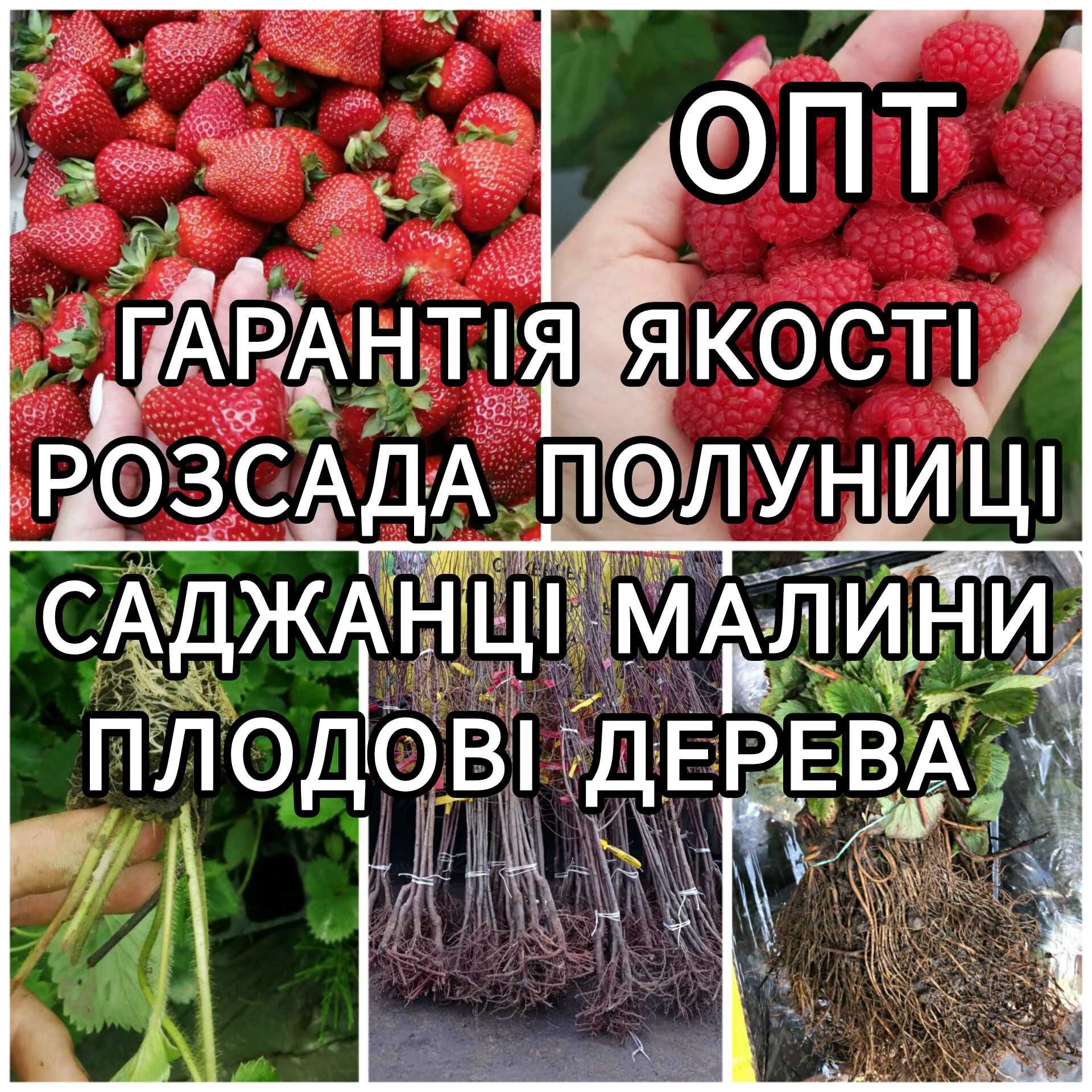 Опт Саджанці Полуниці Розсада Малина Плодові дерева Рассада Клубники