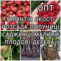 Опт Саджанці Полуниці Розсада Малина Плодові дерева Рассада Клубники