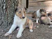 Owczarek szkocki collie