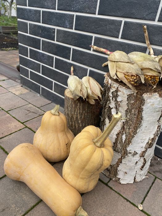 Продам гарбуз та кукурудзу