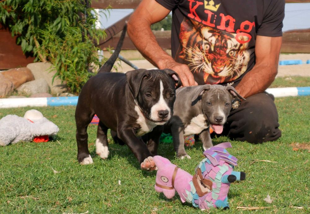 American Staffordshire Terrier ZKwP Amstaff FCI , piesek WILLY WONKA