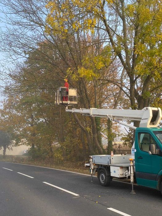Profesjonalna wycinka i pielęgnacja drzew, prace na wysokości