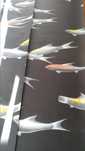 Papel de parede - peixes