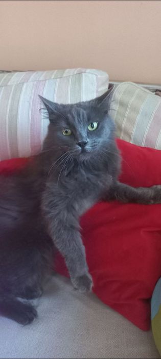 Отдам даром в добрые руки серую пушистую кошечку породы Нибелунг