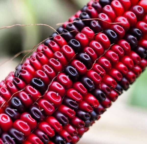 MILHO RUBY VERMELHO - Adaptado a Portugal