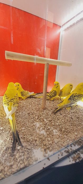 Papużki faliste Tcb