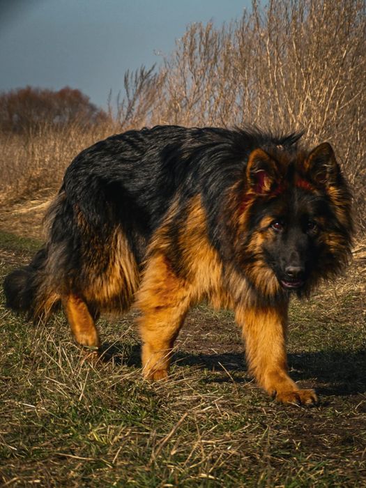 Owczarek niemiecki długowłosy suczka