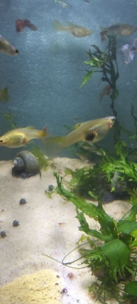Guppys. Criação própria.