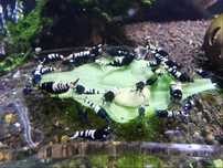 Camarões Black Pinto Multistripes mix/Red pinto Multistripes/zebras