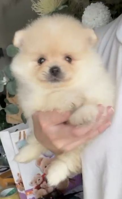 Spitz Anão/ Lulu da Pomerânia  Russo . Mini.. Lop e Afixo Pedigree.Lop