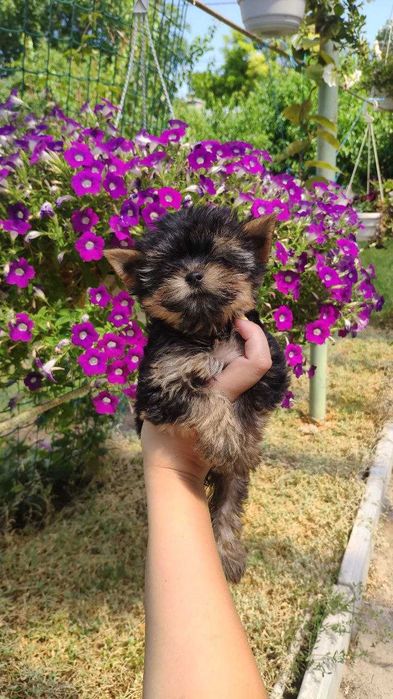 Йорк із душею поета!