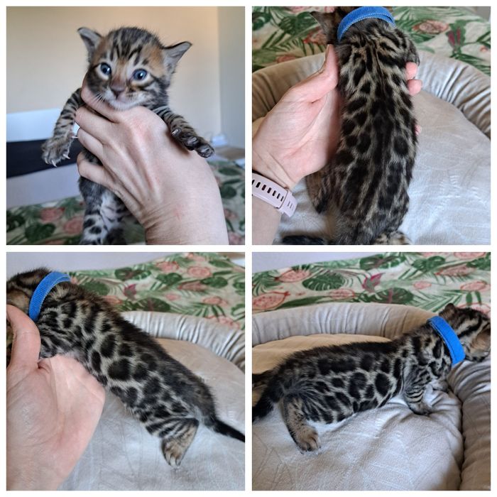 Kot bengalski kocurek bengal