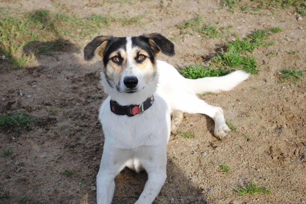 Żelka szuka kochającego domku