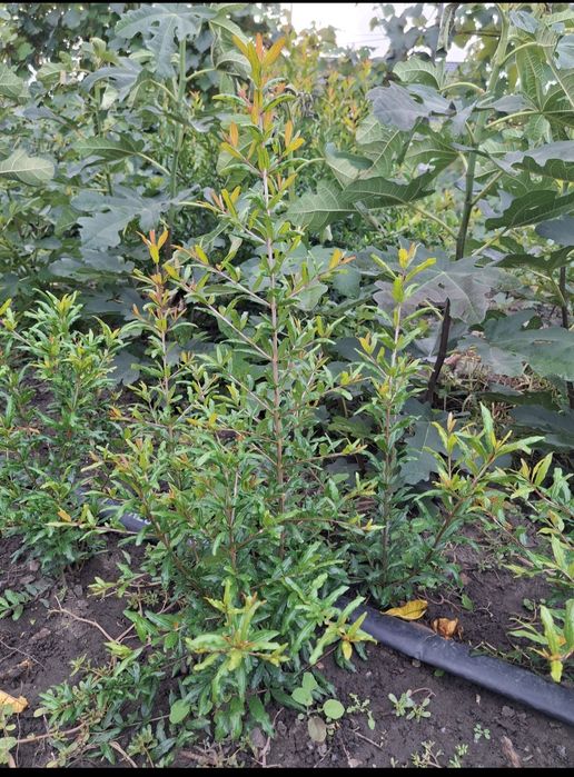 Продам саджанці інжиру і граната