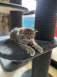 Scottish shorthair Golden