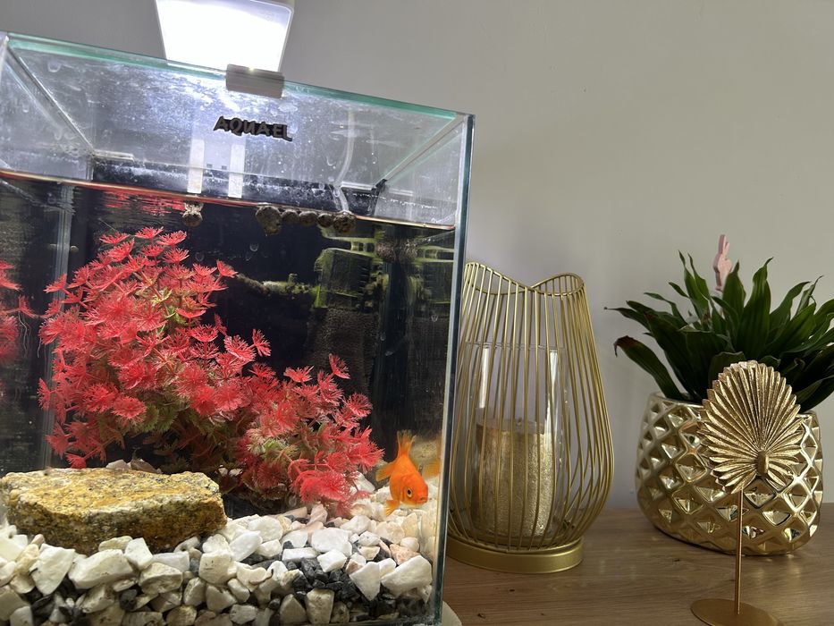 Wydam akwarium z rybka i dodatkami