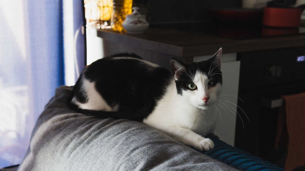 Cuks z bratem szuka wspólnego domu! Fundacja "Stawiamy na Łapy"